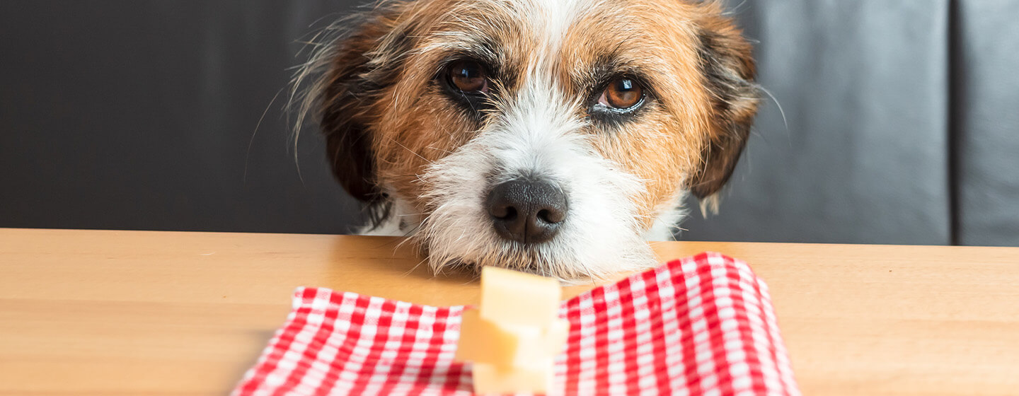 Are dogs allowed on sale to have cheese